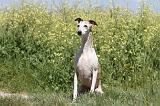WHIPPET 054